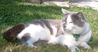 ameline pet sitter à Angers 49100_3