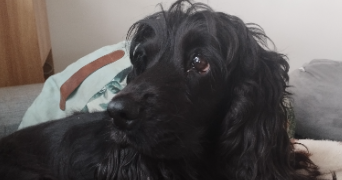 bianca  pet sitter à BAGNOLS SUR CEZE 30200_0