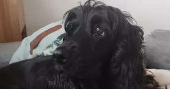 bianca  pet sitter à BAGNOLS SUR CEZE 30200