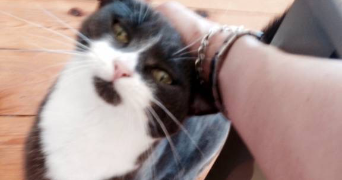 séverine  pet sitter à 59000 Lille 59000_9