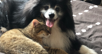 mélody pet sitter à LIMOGES 87100_0