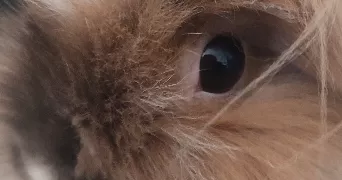 lina pet sitter à VILLEURBANNE 69100