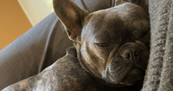 fanny pet sitter à TOURRETTE LEVENS 06690_4