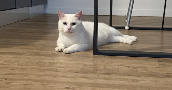 adriana pet sitter à SARAN 45770_7
