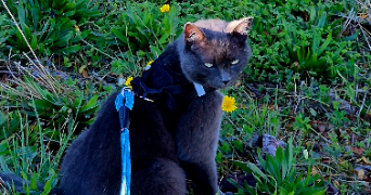 isabelle pet sitter à CAVALAIRE SUR MER 83240_0