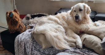 edwige dog sitter à MONTMAGNY 95360_4