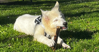 chloe pet sitter à CARPENTRAS 84200_1