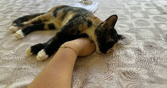 eva pet sitter à VICHY 03200_3