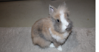 maeva pet sitter à MONTFERMEIL 93370_3