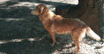 laura pet sitter à MONTPELLIER 34070_3