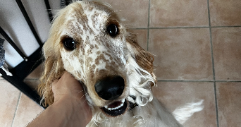 elsa pet sitter à PINSAGUEL 31120_5