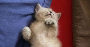 sarah pet sitter à ROUEN 76000_3