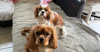 marie pet sitter à LYON 06 69006_2