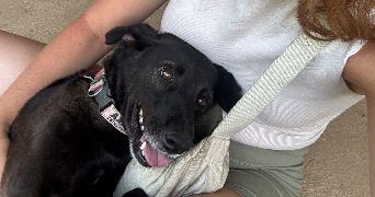 justine pet sitter à PARIS 16 75116_1