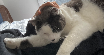 eli pet sitter à MAISONS LAFFITTE 78600_9