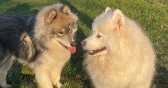 maeva pet sitter à CAEN 14000_1