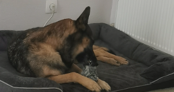 laëtitia pet sitter à CUGNAUX 31270_1