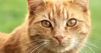 gabrielle pet sitter à ARRADON 56610_0