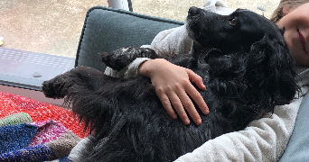 lise dog sitter à HOULLE 62910