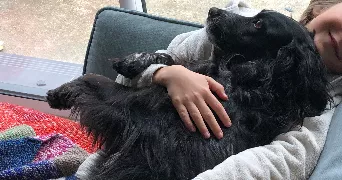 lise dog sitter à HOULLE 62910