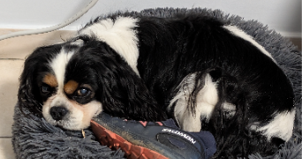 laurie pet sitter à EPINAY SUR ORGE 91360_3