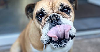 louba pet sitter à LA VOIVRE 88470_8