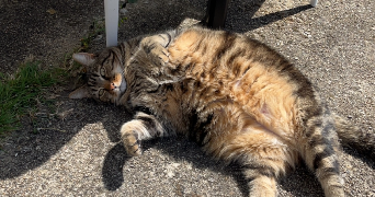 alice pet sitter à ST EGREVE 38120_10