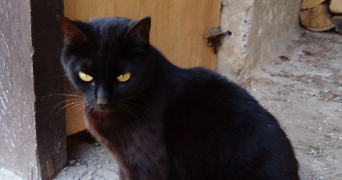 marie pet sitter à ST GEOIRE EN VALDAINE 38620_3