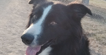 marie pet sitter à QUINT FONSEGRIVES 31130_3