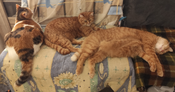 laurent pet sitter à LUMIGNY NESLES ORMEAUX 77540_2