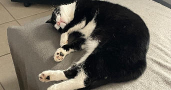 alisée pet sitter à PLOMBIERES LES DIJON 21370_4