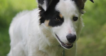 damyen pet sitter à RONCHIN 59790_1