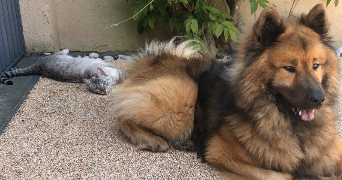 mélissa pet sitter à MERE 78490_1