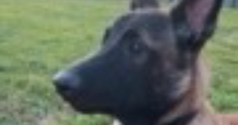 elodie pet sitter à BEAUPONT 01270_2