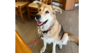 yukari pet sitter à PARIS 11 75011_2