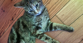 paul michel pet sitter à PARIS 17 75017_1