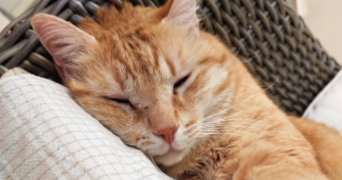 delphine pet sitter à COMBS LA VILLE 77380_4