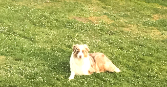 leïla pet sitter à CREYSSE 24100_4