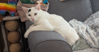 audrey  pet sitter à Fréjus 83600_5