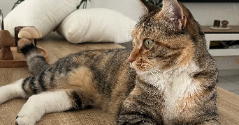 célia pet sitter à LABASTIDE ST SERNIN 31620_9