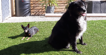 anaïs pet sitter à LEZIGNAN CORBIERES 11200_2