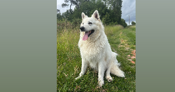 manon pet sitter à NOUATRE 37800_6