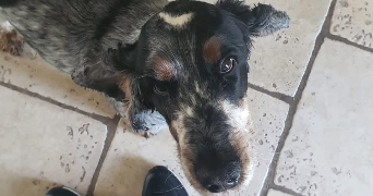 melyssa pet sitter à MONTFORT L AMAURY 78490_0