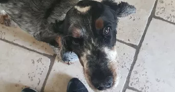 melyssa pet sitter à MONTFORT L AMAURY 78490