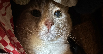 mohana pet sitter à POITIERS 86000_5