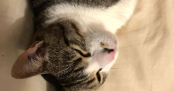 savannah pet sitter à BORDEAUX 33300_2