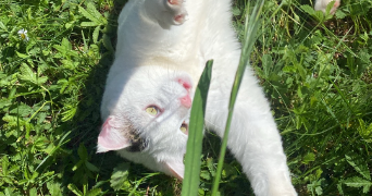 pauline pet sitter à DIVONNE LES BAINS 01220_3