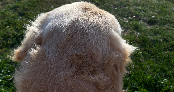 margaux pet sitter à CHAVILLE 92370_2