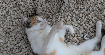 florence pet sitter à PERREUX 42120_2