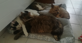 christelle pet sitter à SOULEUVRE EN BOCAGE 14350_3